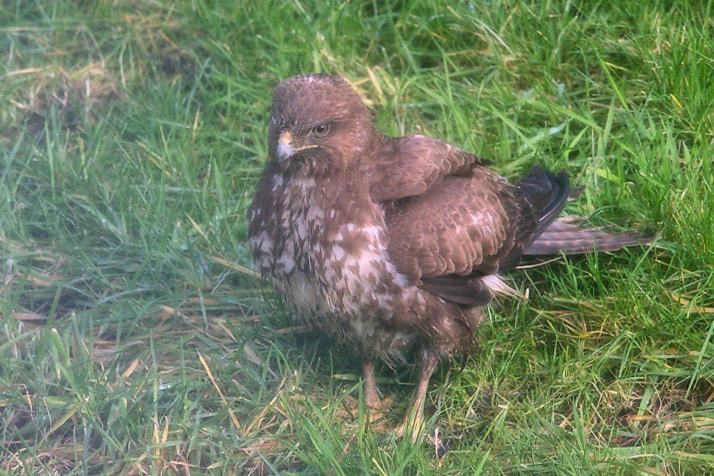 Bussard 1