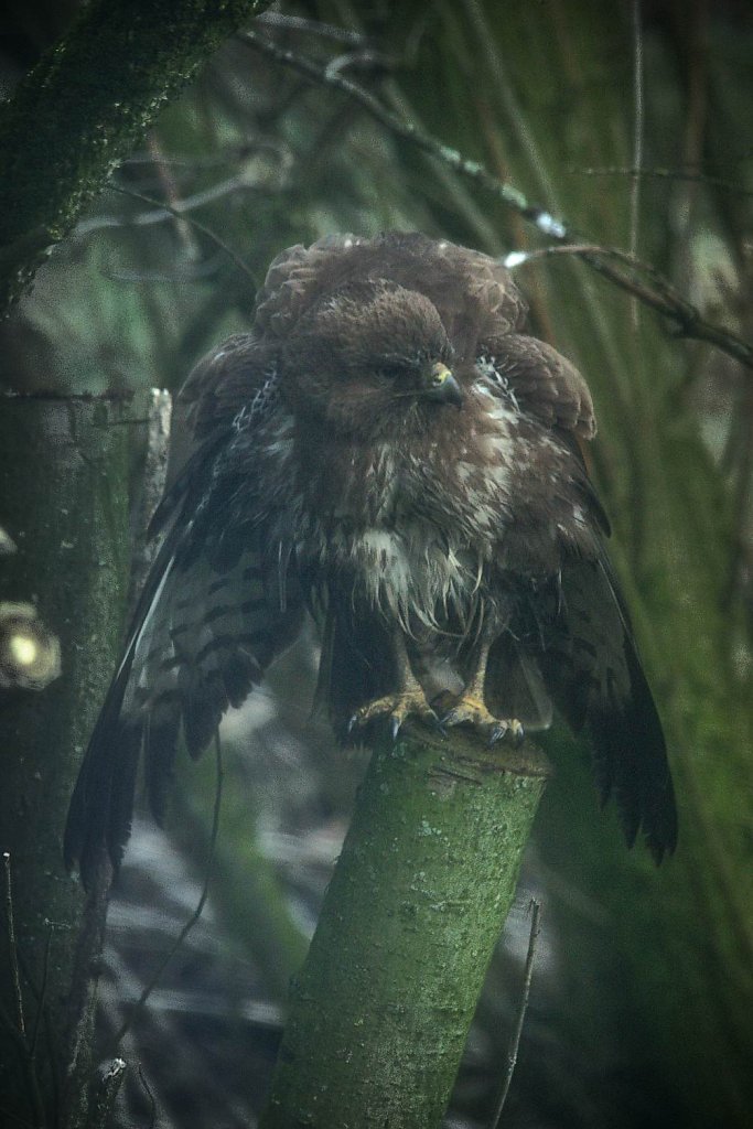 Bussard 2