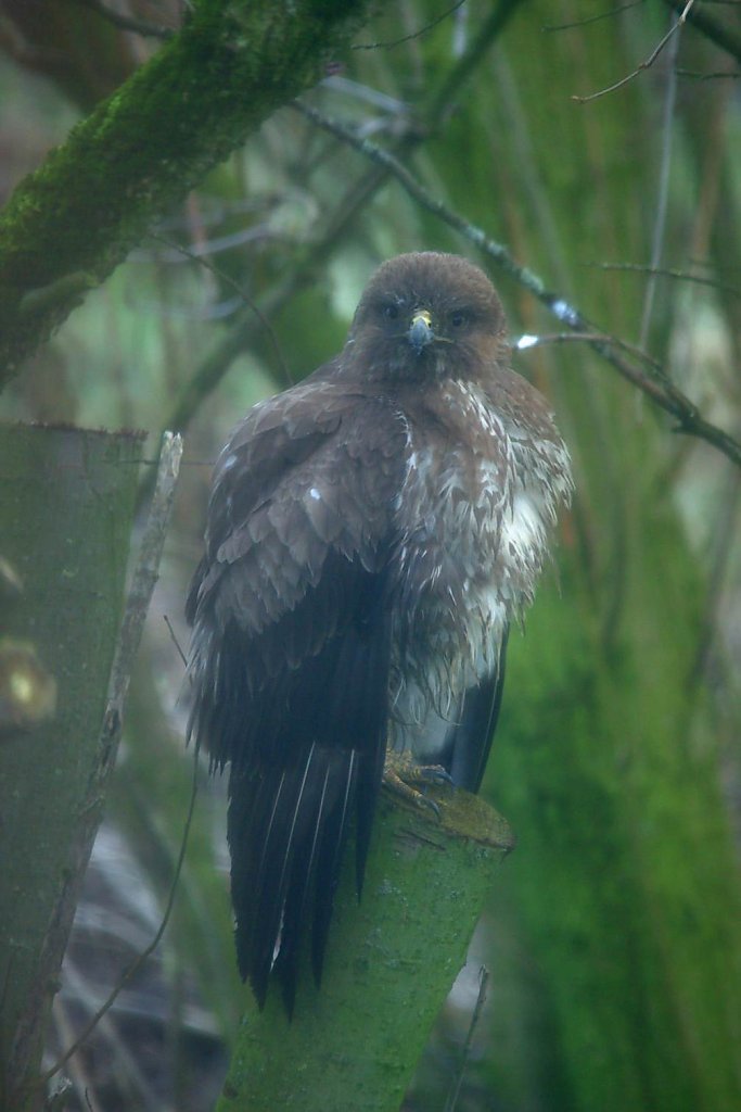 Bussard 3