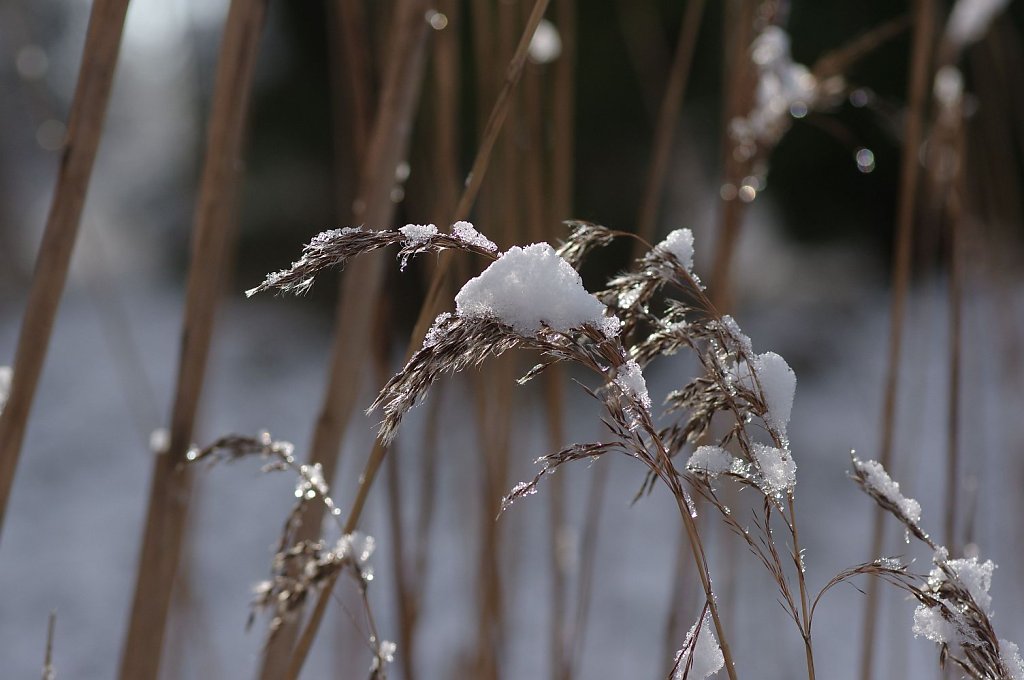 Schnee auf Schilfblüte
