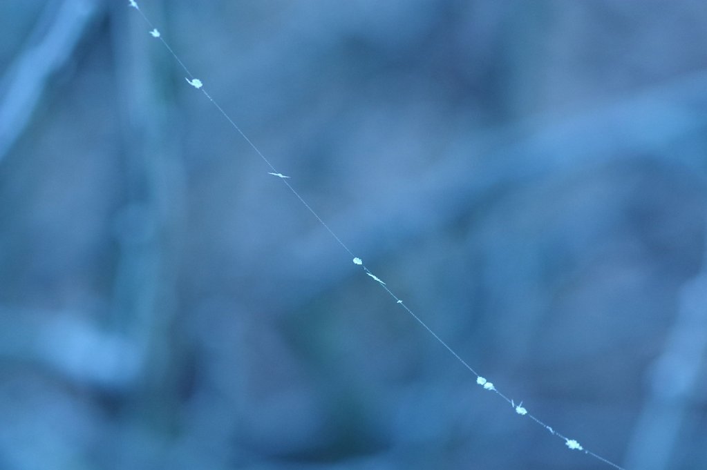 Spinnenfaden mit einzelnen Eiskristallen ...
