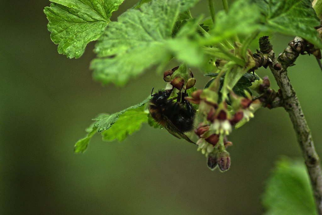 Hummel im Regen