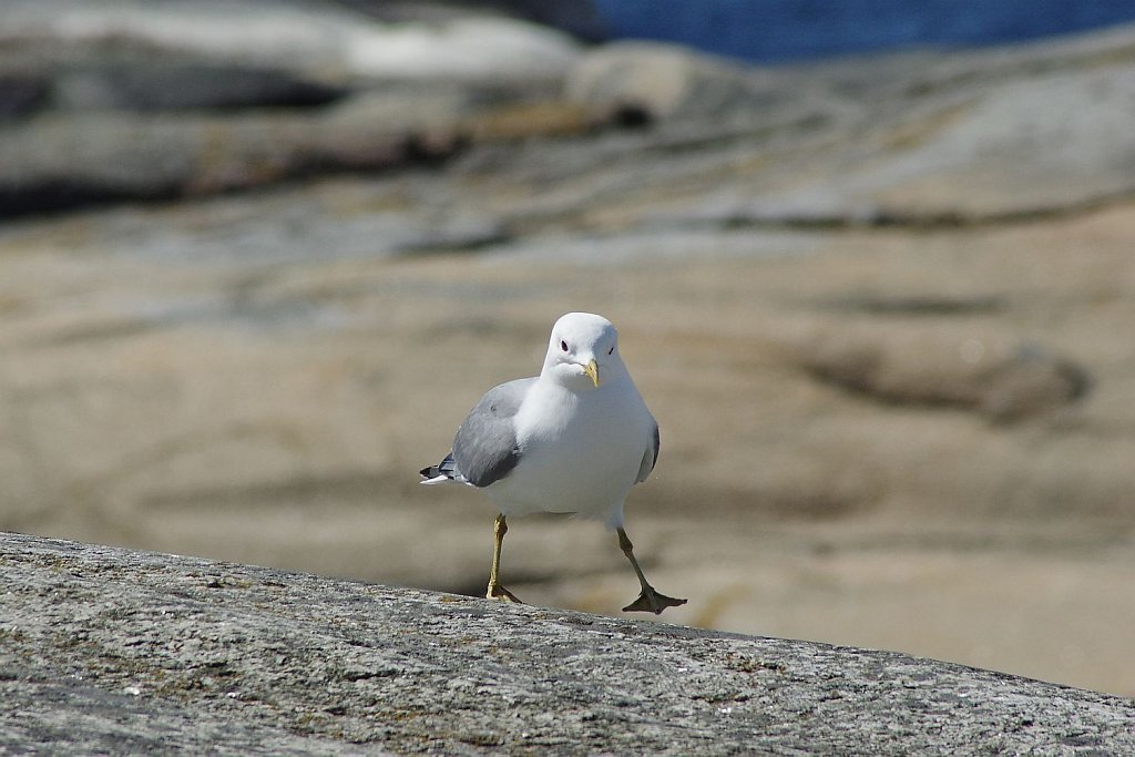 Dancing Seagull