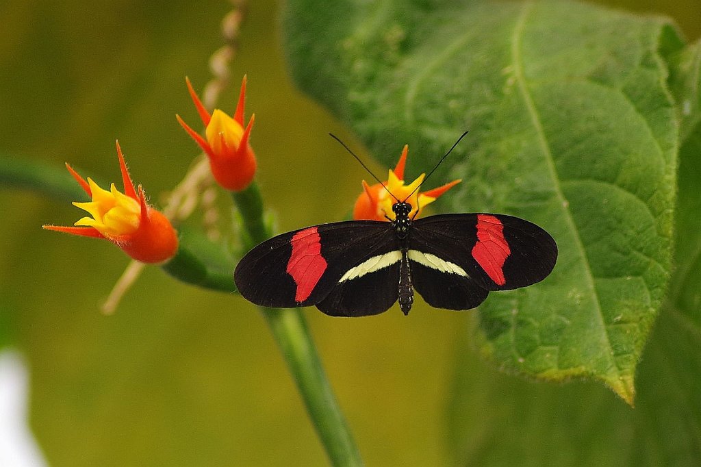 Postmann - Heliconius melpomene