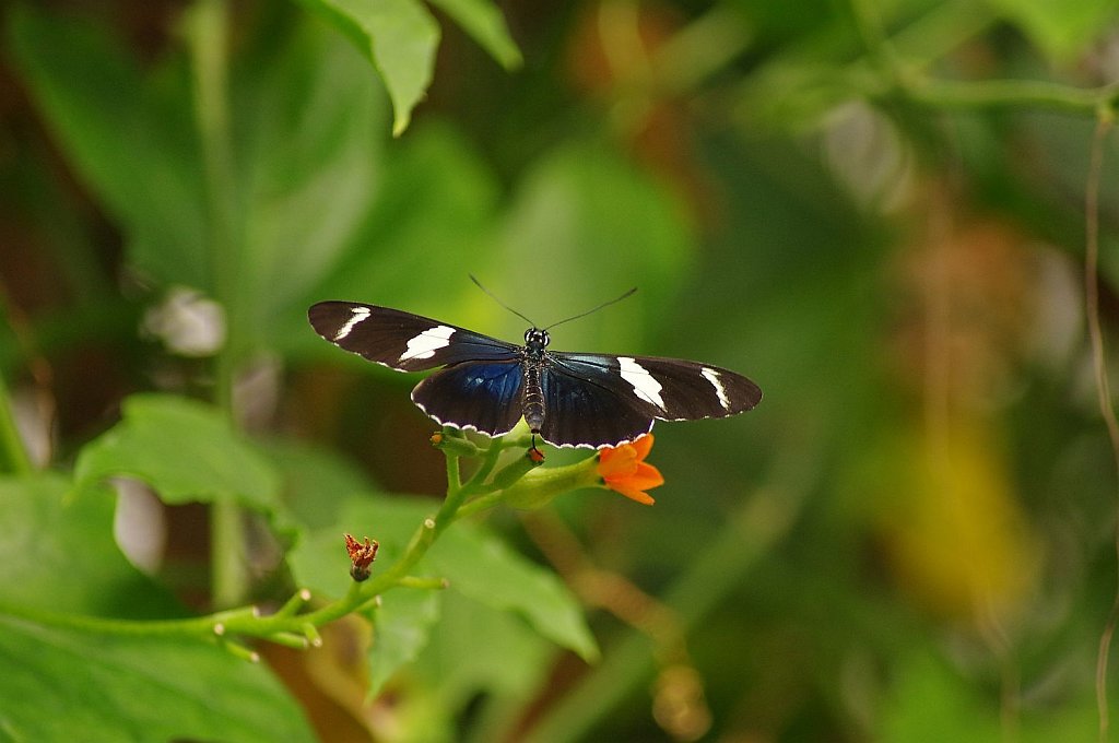Sara Passionsfalter - Heliconius sara
