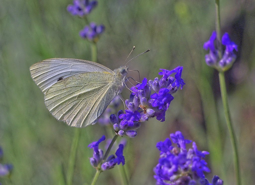 Kohlweißling auf Lavendel