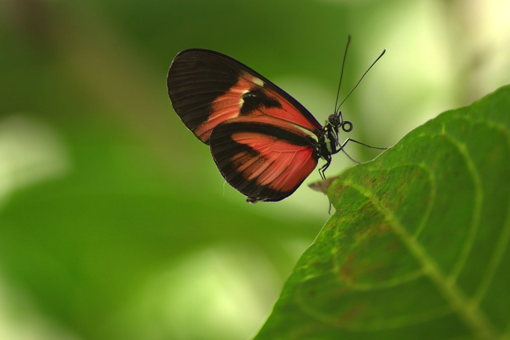 Monarch - Danaus plexippus