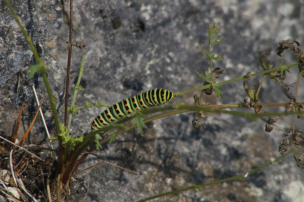 Raupe des Schwalbenschwanzes