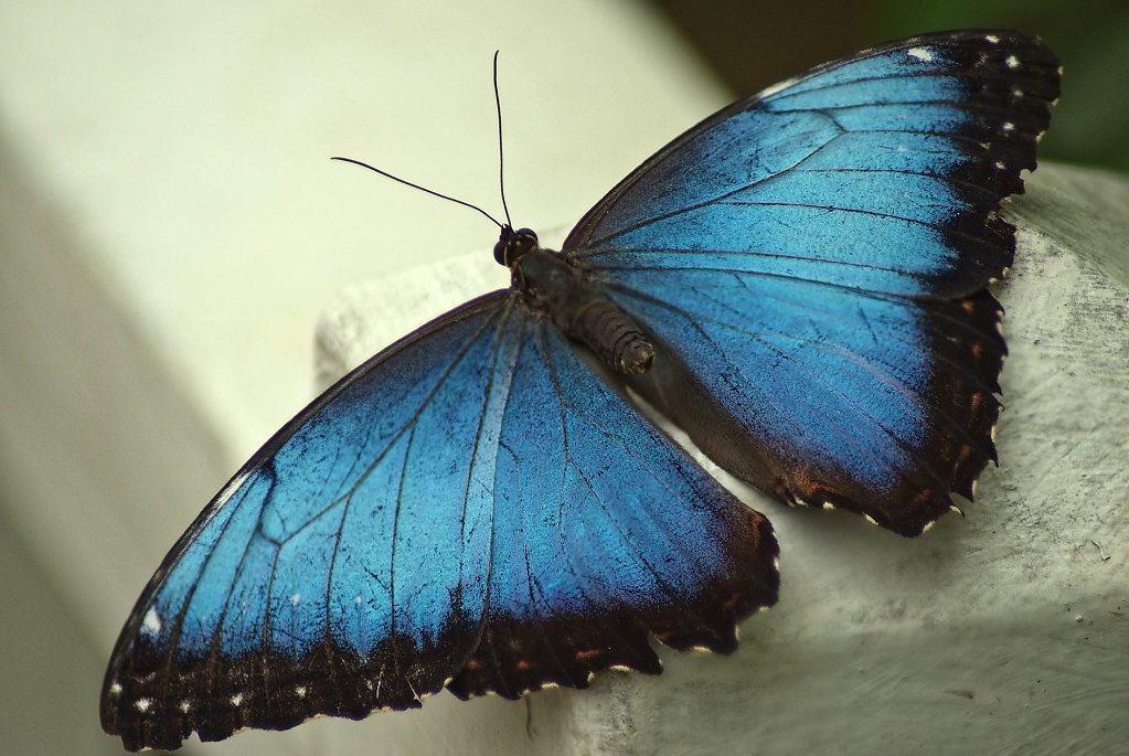 Blauer Morpho - Morpho peleides