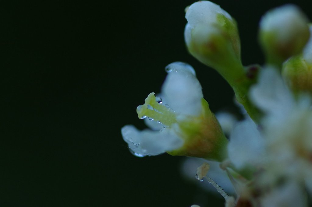 Kirschlorbeerblüte ...