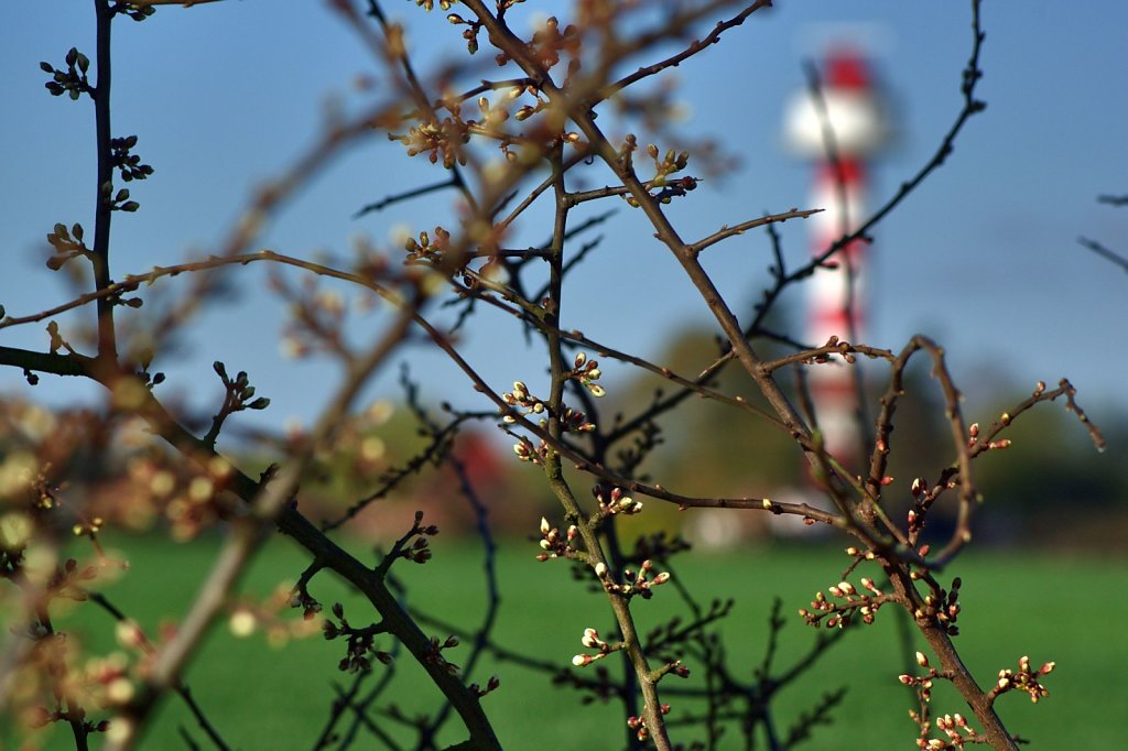 Knospen und Leuchtfeuer