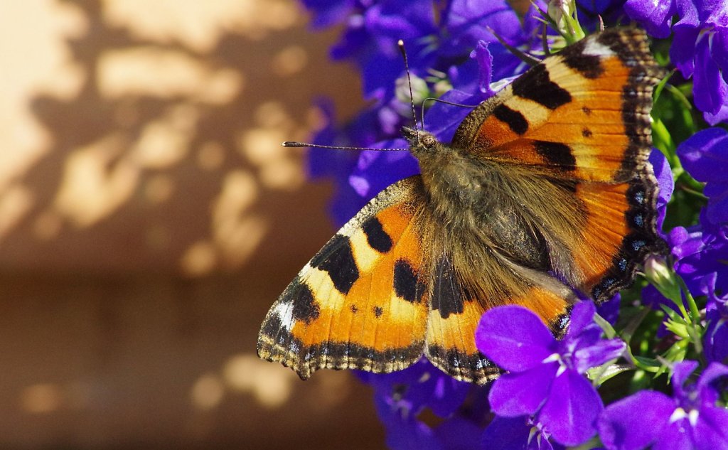 Kleiner Fuchs - Aglais urticae