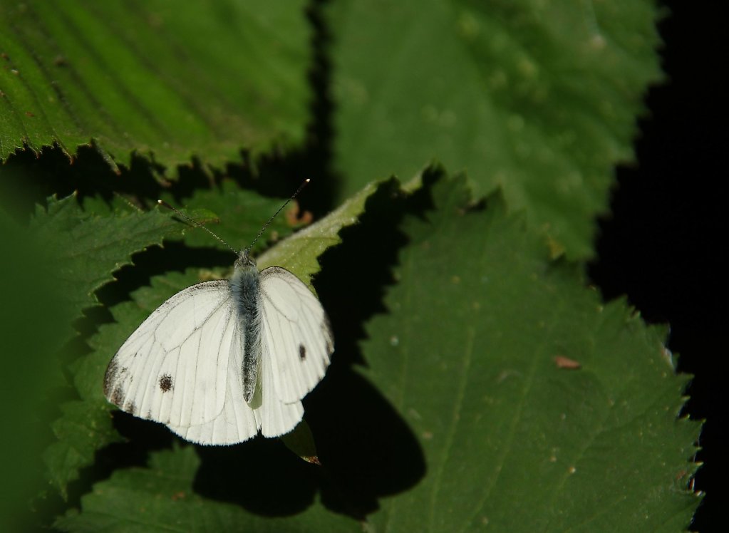 Kleiner Kohlweißling - Pieris rapae