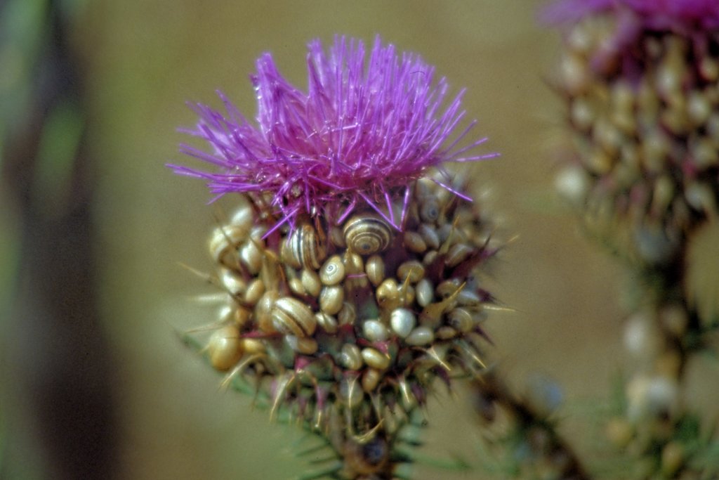 Die Distelblüte