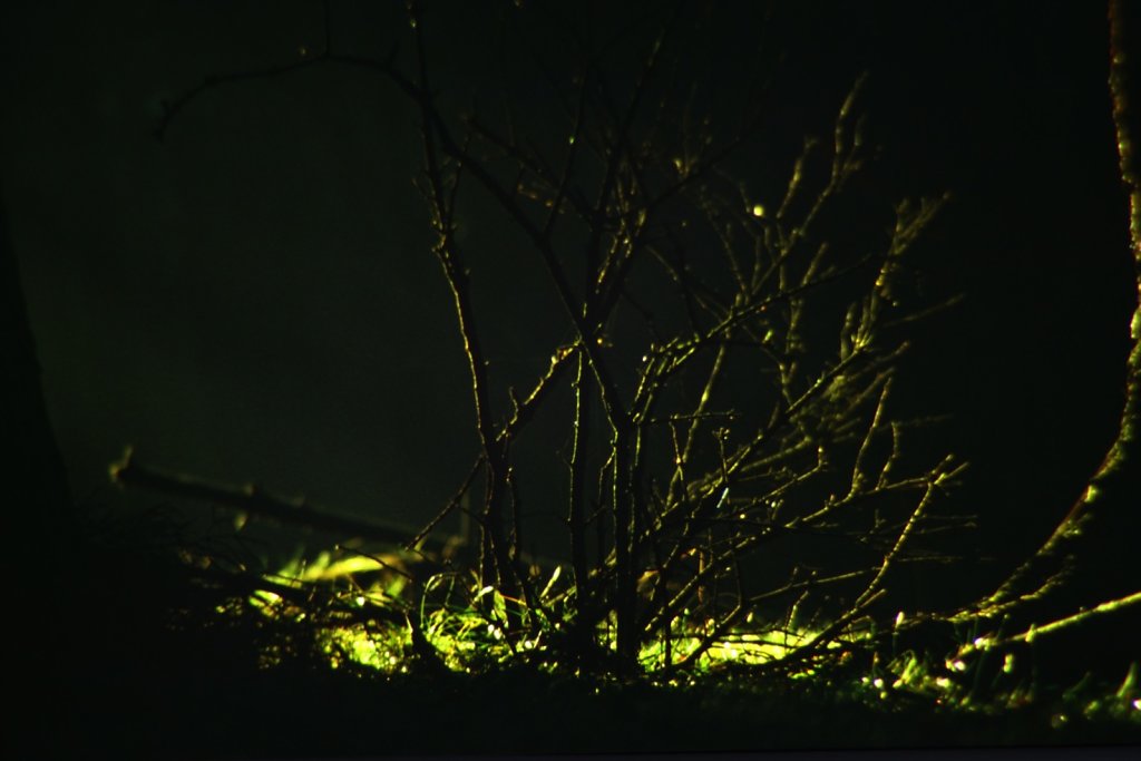Licht