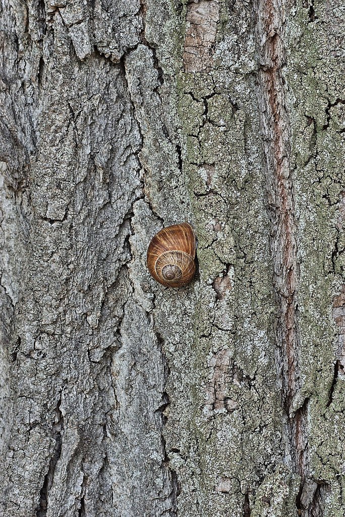 Weinbergschnecke auf Rinde