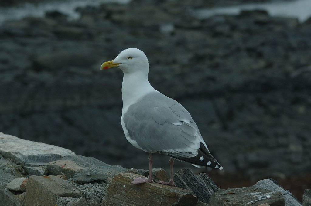Silbermöwe