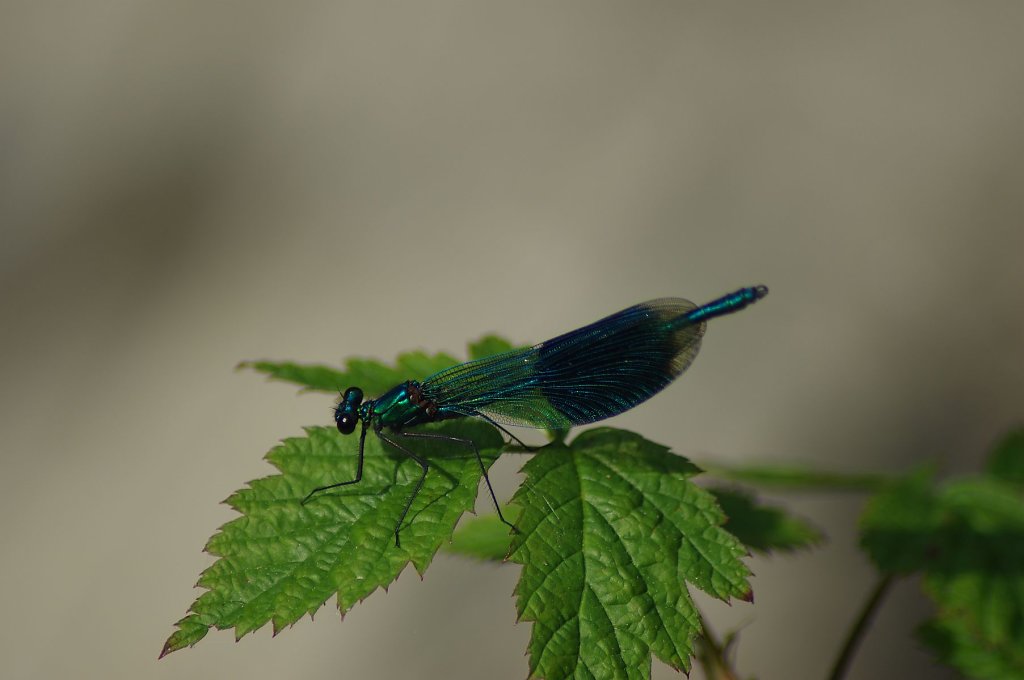 Blauflügel-Prachtlibelle