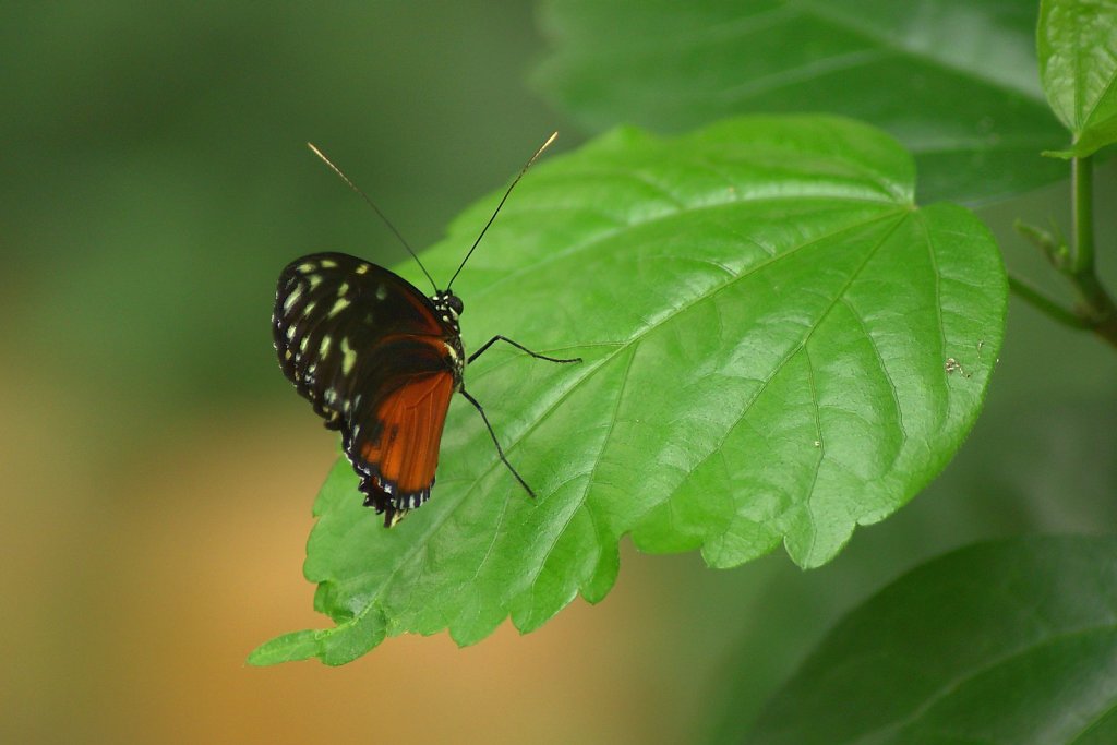 Goldener Passionsblumenfalter- Heliconius hecale