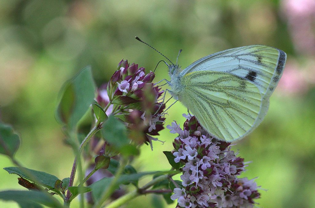 Grünader-Weißling - Pieris napae