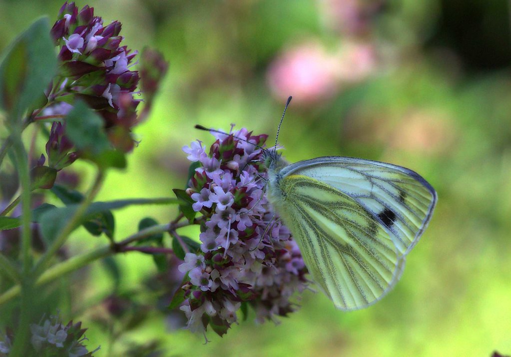 Grünader-Weißling - Pieris napae