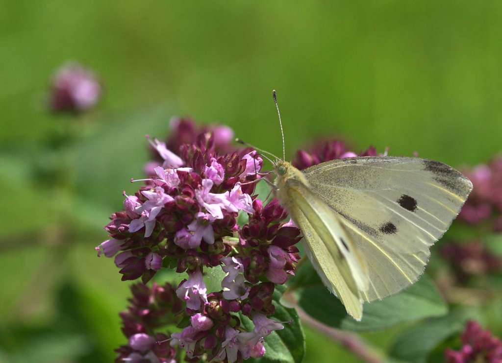 Kleiner Kohlweißling - Pieris rapae