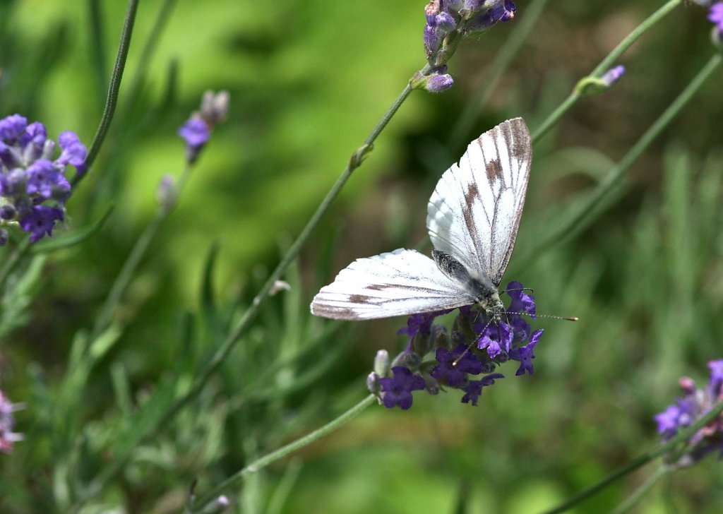 Grünader-Weißling - Pieris napae