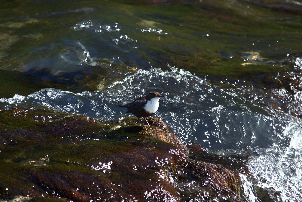 Die Wasseramsel