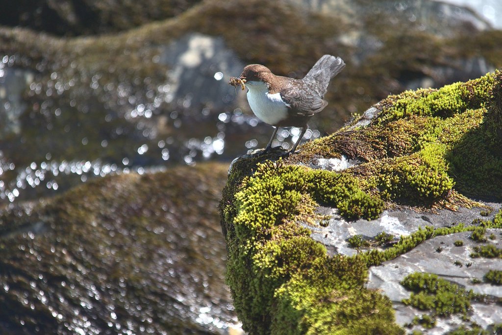 Wasseramsel
