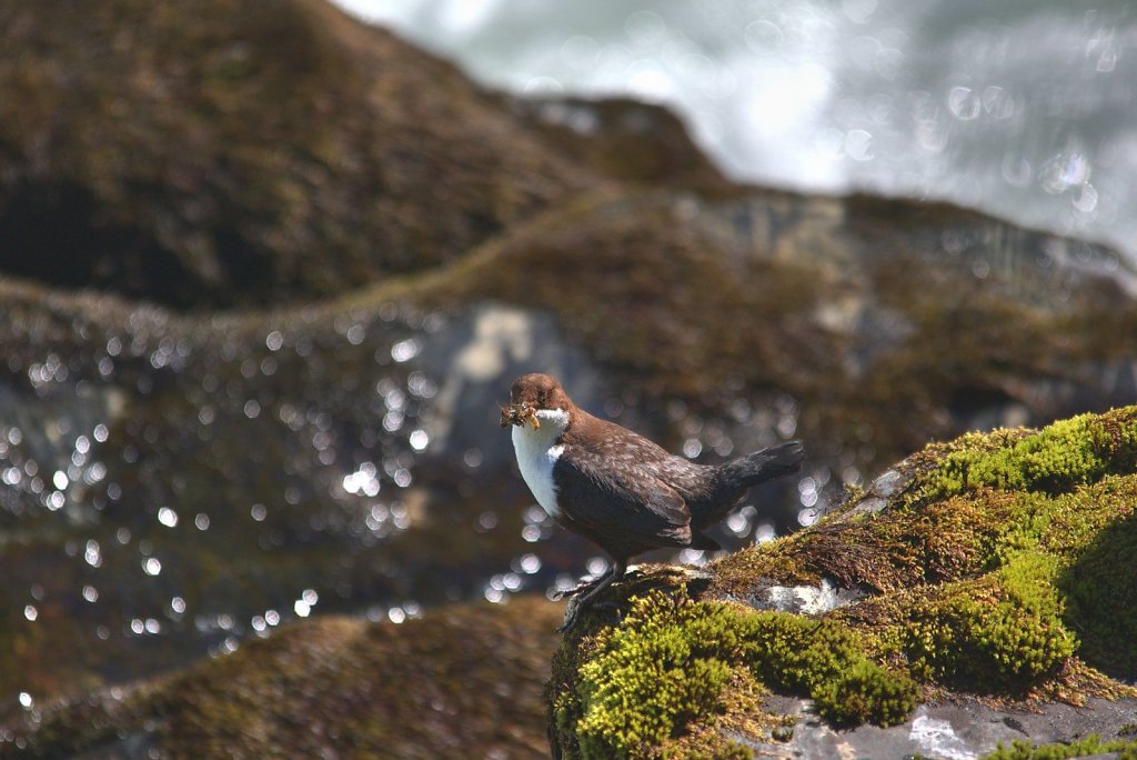Wasseramsel