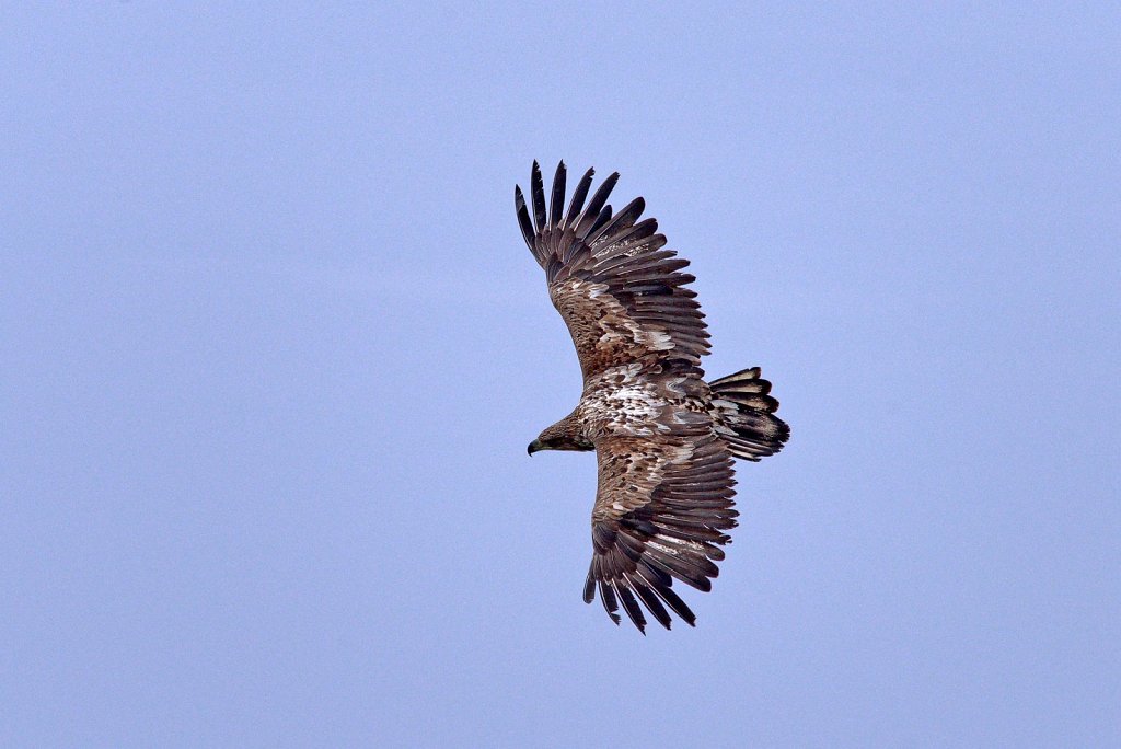 Seeadler