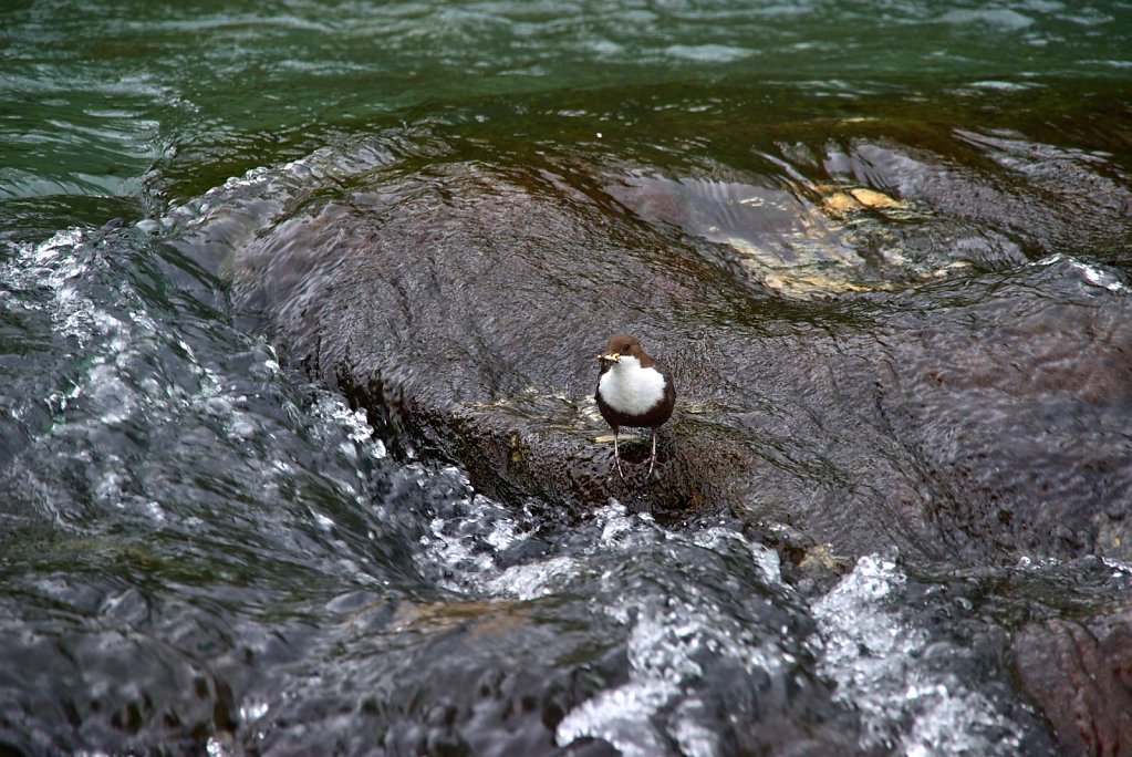 Wasseramsel