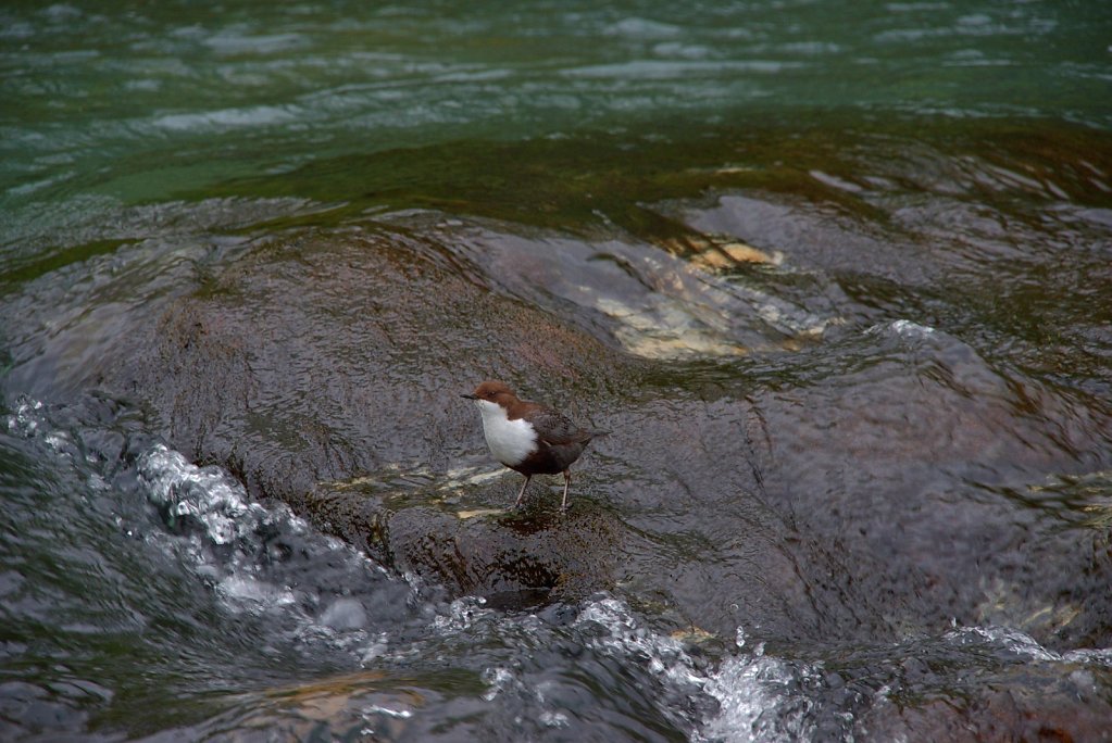 Wasseramsel
