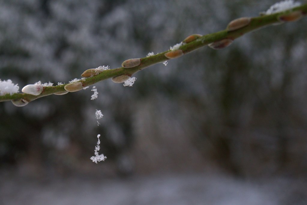 Schneekristall an Spinnenfaden