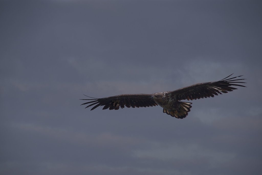 Seeadler