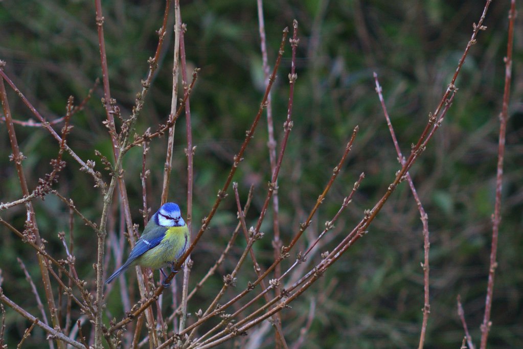 Die Blaumeise ...