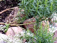 Hase in Estragon
