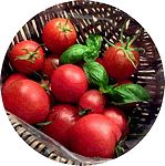 Tomaten-Ernte