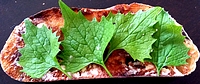 getoastetes Olivenciabatta mit Knoblauchrauke