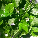 Wildkräutersalat