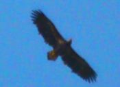 Adler