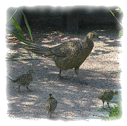 Fasanenweibchen mit Nachwuchs