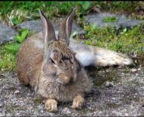 Hase