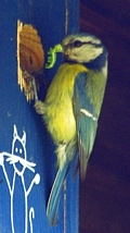 Blaumeise