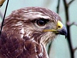 Bussard