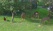 Rehe beim Apfelklauen