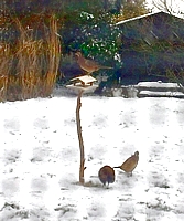 Fasane im Winter