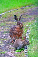 Junior-Kaninchen mit großem Freund