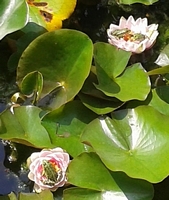 Wasserfrösche in Seerosen