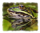 Wasserfrosch